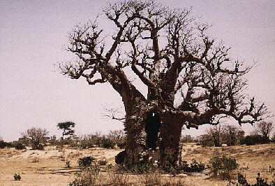 BAOBAB8.jpg (43836 octets)