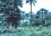 foretgua