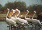 pelican