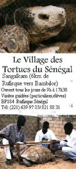 tortuesdesangalkam.jpg (45835 octets)